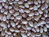 Beans