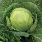Cabbage