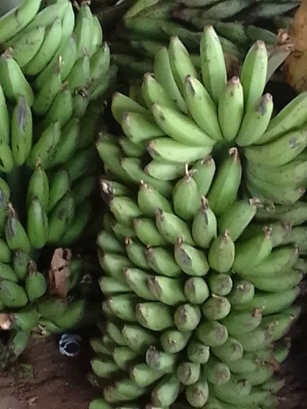 Bunch of Matoke medium size