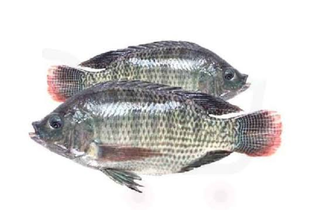 Tilapia