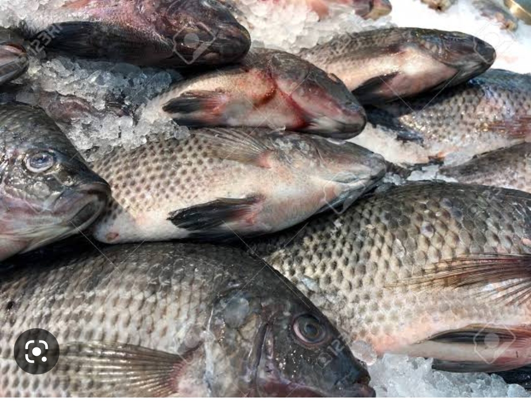 Chilled/iced tilapia