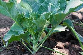 Sukuma wiki i bundle