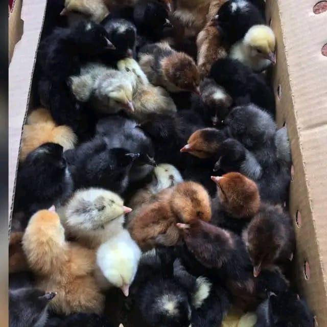 Chicks Kroilers