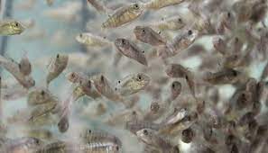 Tilapia Fingerlings