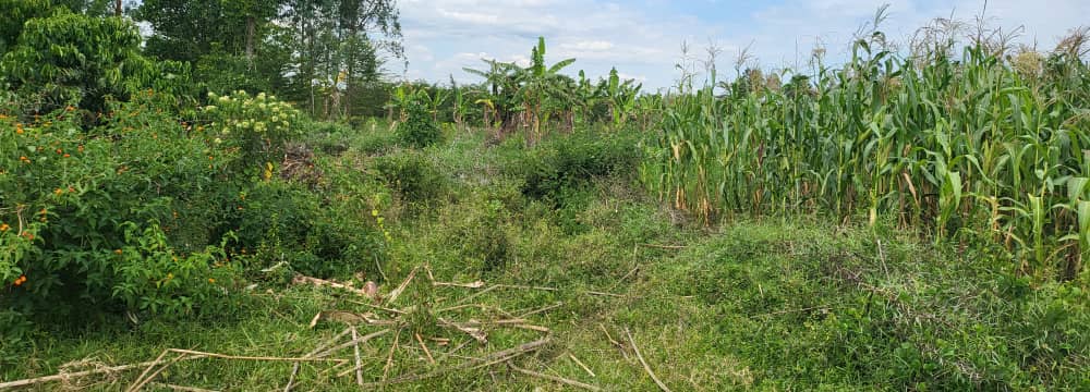 Plot for sale 50ft by 150ft around Kamwenge town